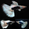 Poecilia reticulata white tuxedo (coppia) - 3.5 cm