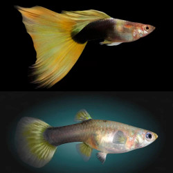 Poecilia reticulata yellow tuxedo (coppia) - 3.5 cm