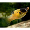 Xiphophorus maculatus bumble bee - 3 cm