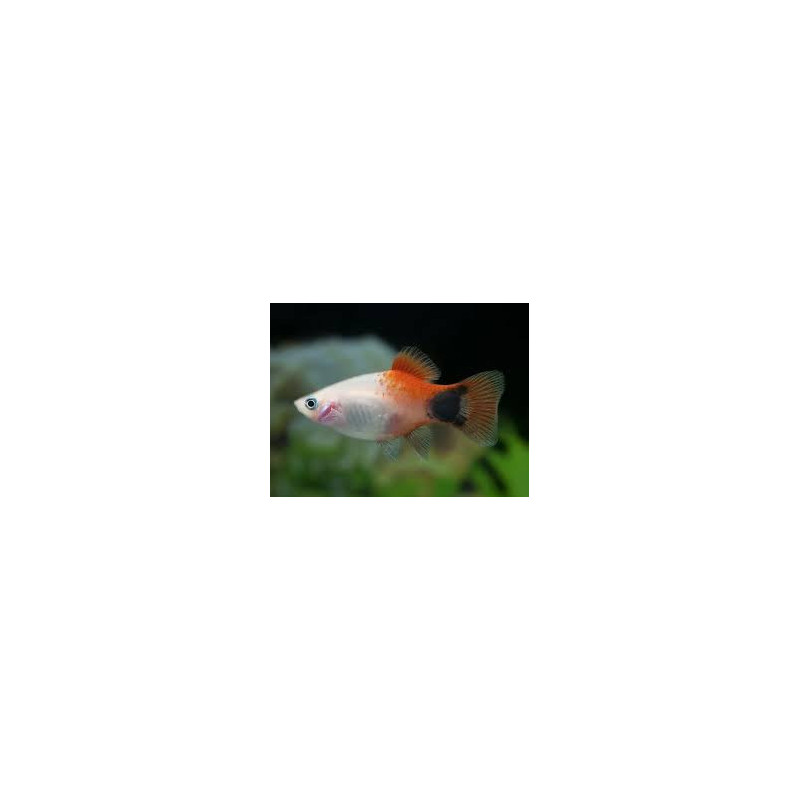Xiphophorus maculatus mickey mouse red simpson - 3 - 4 cm