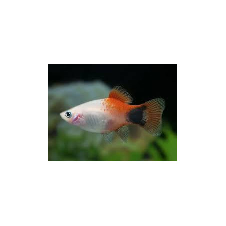 Xiphophorus maculatus mickey mouse red simpson - 3 - 4 cm