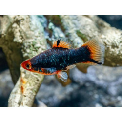 Xiphophorus maculatus red parrot black w redhead  - 3 - 4 cm