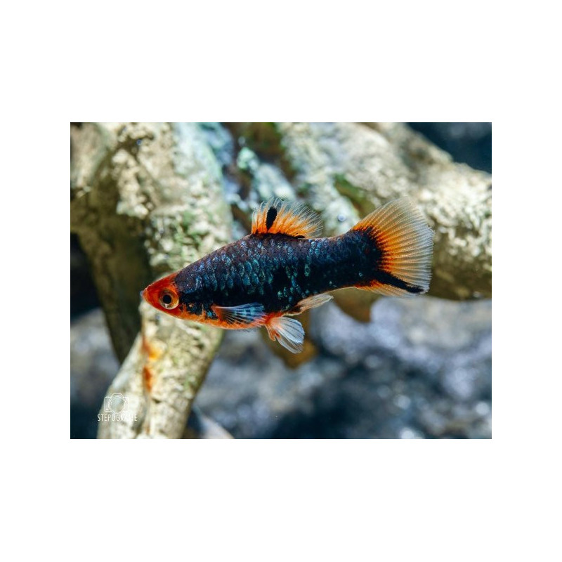 Xiphophorus maculatus red parrot black w redhead  - 3 - 4 cm