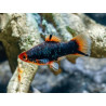 Xiphophorus maculatus red parrot black w redhead  - 3 - 4 cm