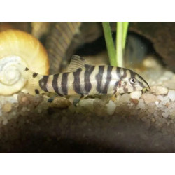 Botia rostrata - 5 cm
