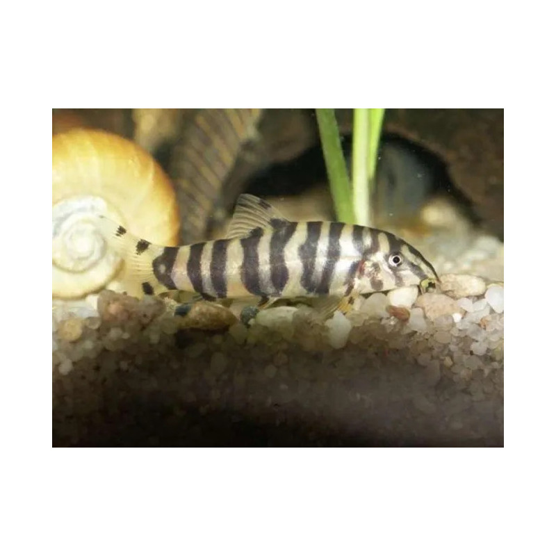 Botia rostrata - 5 cm