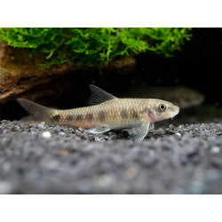 Garra spilota - 3 - 4 cm