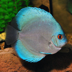 Symphysodon blue diamond - 4 - 5 - cm