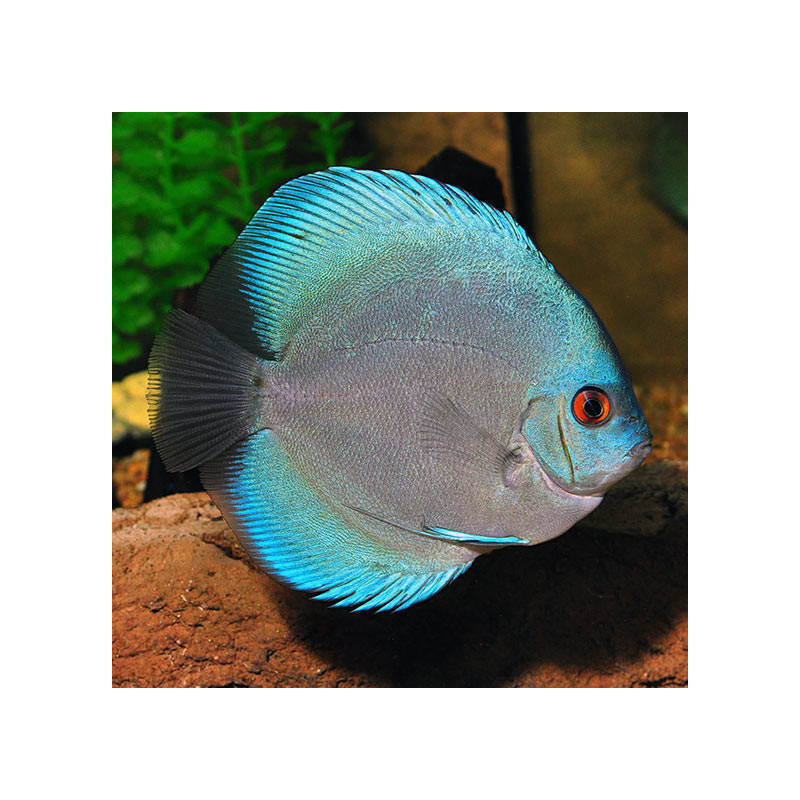 Symphysodon blue diamond - 4 - 5 - cm