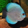 Symphysodon blue diamond - 4 - 5 - cm