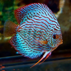 Symphysodon brilliant turquoise - 7 - 9 - cm