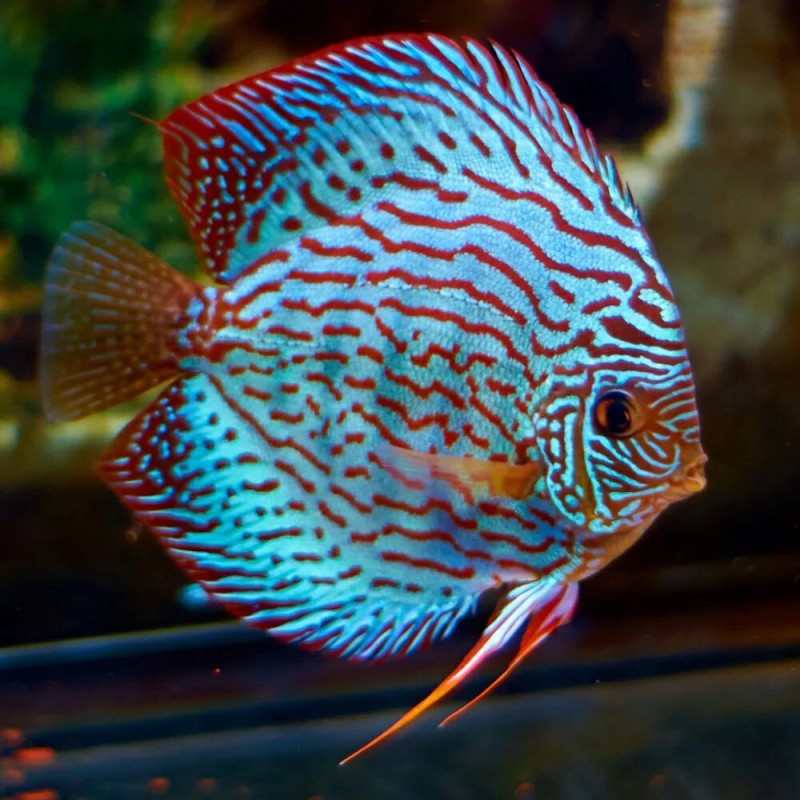 Symphysodon brilliant turquoise - 7 - 9 - cm