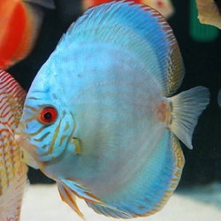 Symphysodon cobalt - 7 - 9 cm