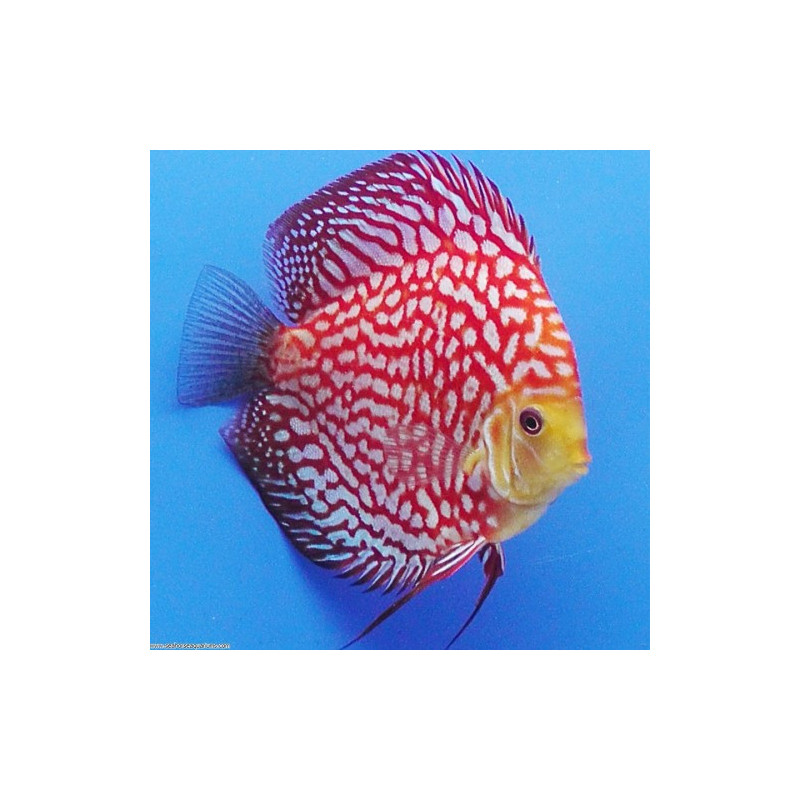 Symphysodon pigeon checkerboard - 7- 9 cm