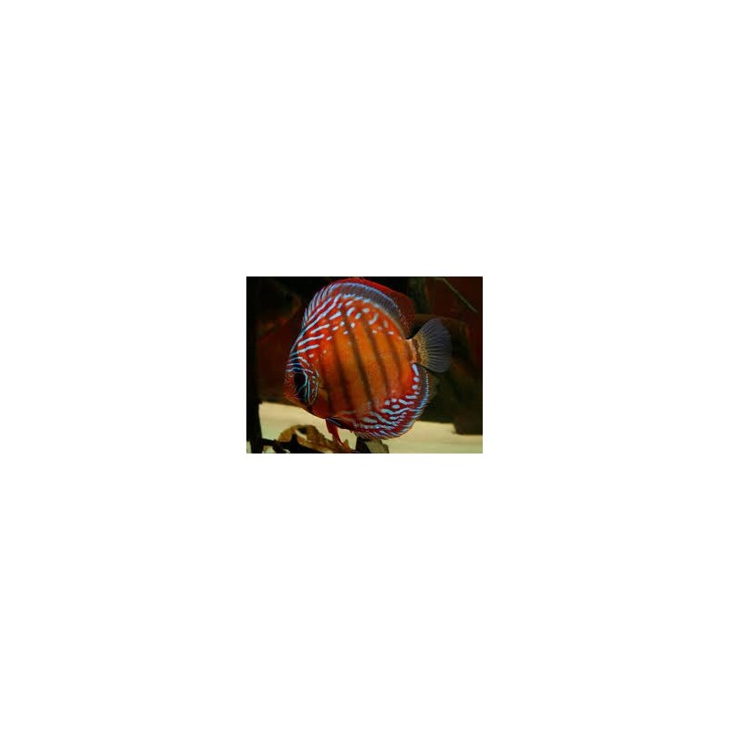 Symphysodon red alenquer - 6 - 7.5 cm