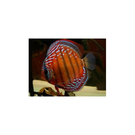 Symphysodon red alenquer - 6 - 7.5 cm