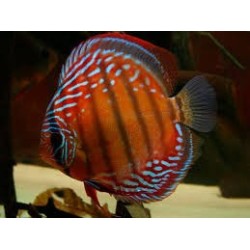 Symphysodon red alenquer - 7 - 9 cm