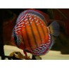 Symphysodon red alenquer - 7 - 9 cm