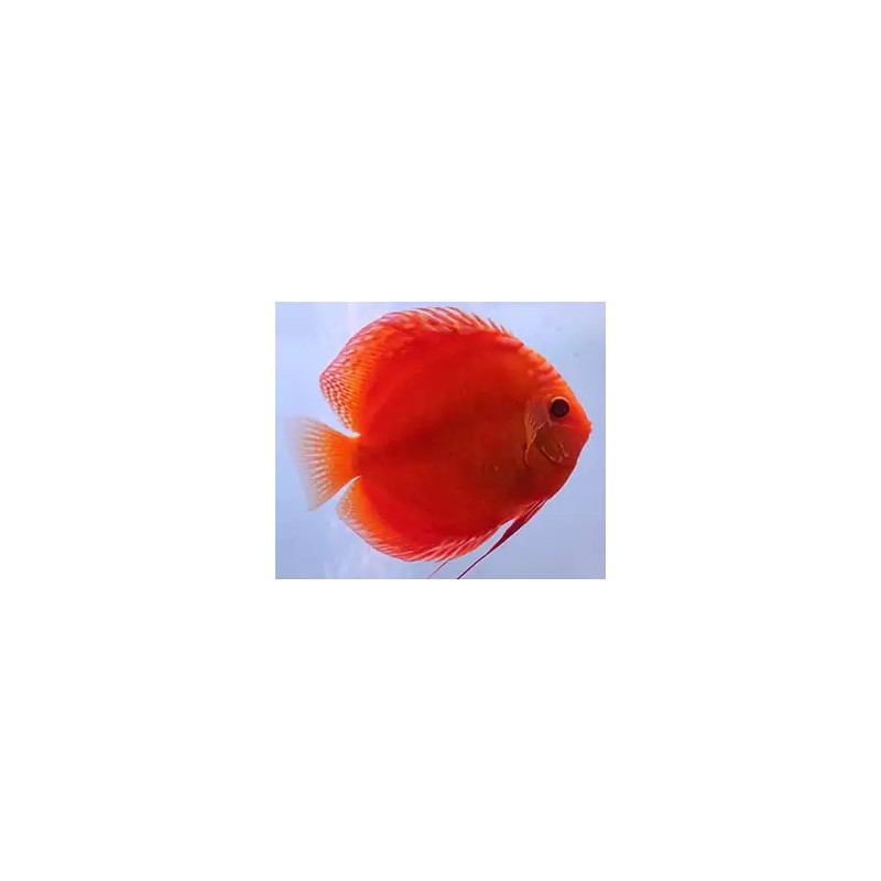 Symphysodon red marlboro - 7 - 9 cm