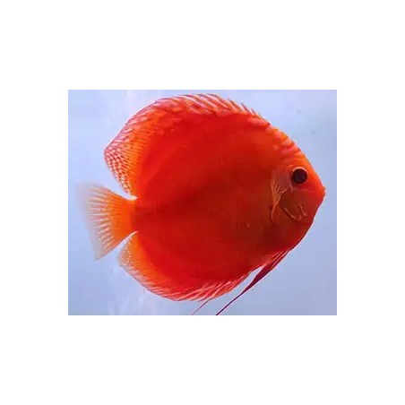 Symphysodon red marlboro - 7 - 9 cm
