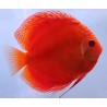 Symphysodon red marlboro - 7 - 9 cm