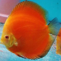 Symphysodon red melon - 6 - 7.5 cm