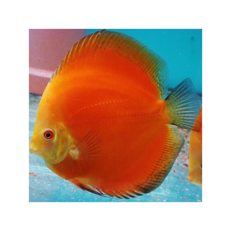 Symphysodon red melon - 6 - 7.5 cm