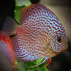 Symphysodon red pearl - 4 - 6.5 cm