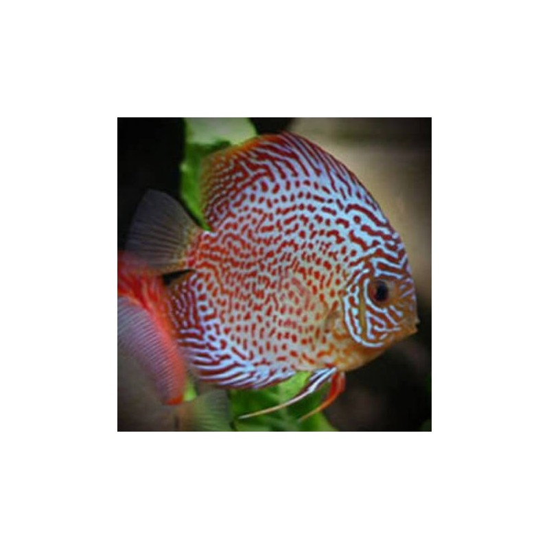 Symphysodon red pearl - 4 - 6.5 cm