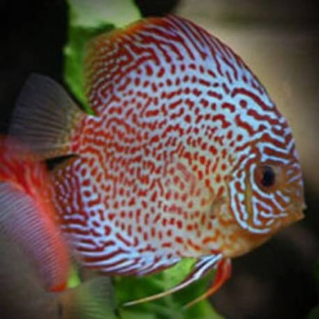 Symphysodon red pearl - 4 - 6.5 cm