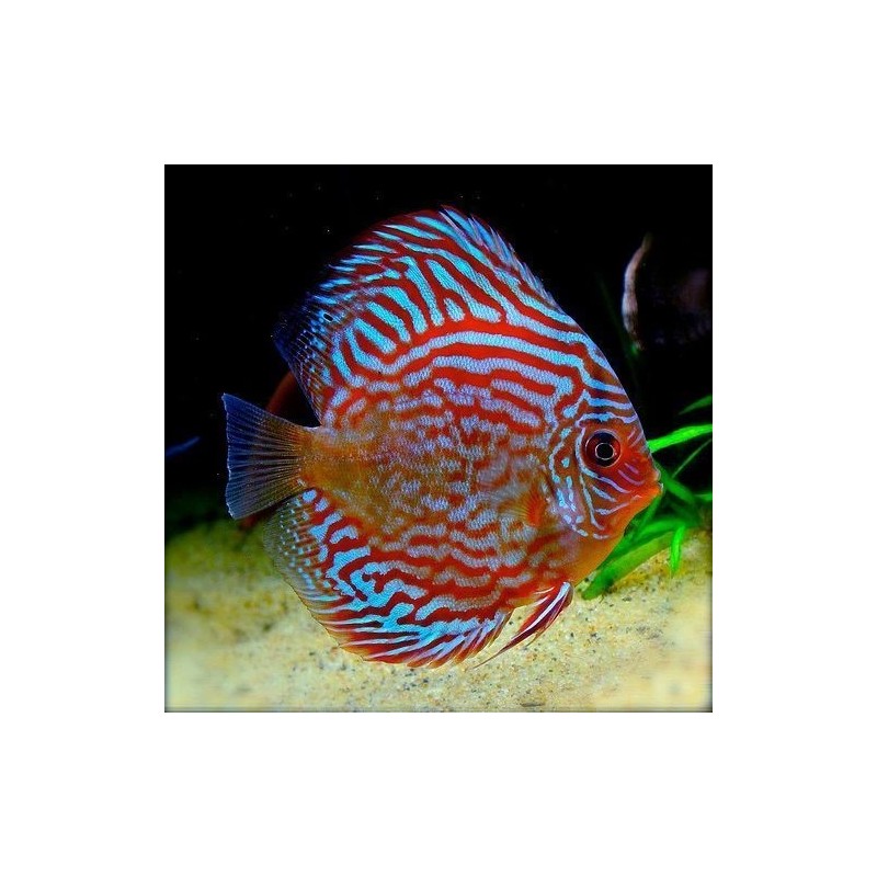 Symphysodon red turquoise - 5 - 6.5 cm