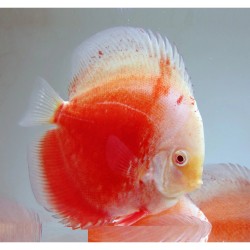 Symphysodon red valentine - 9 - 11.5 cm