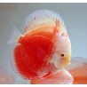 Symphysodon red valentine - 9 - 11.5 cm