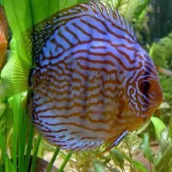 Symphysodon royal blue - 6 - 7.5 cm