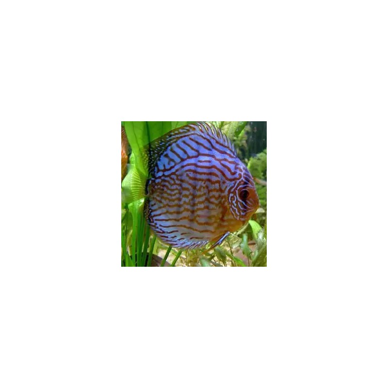 Symphysodon royal blue - 6 - 7.5 cm
