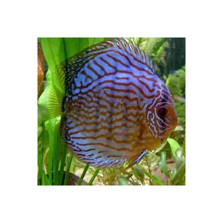 Symphysodon royal blue - 6 - 7.5 cm