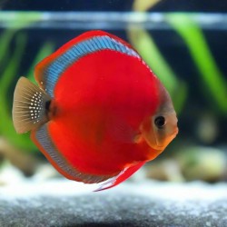 Symphysodon san merah - 5 - 6.5 cm