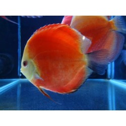 Symphysodon super red melon - 7 - 9 cm