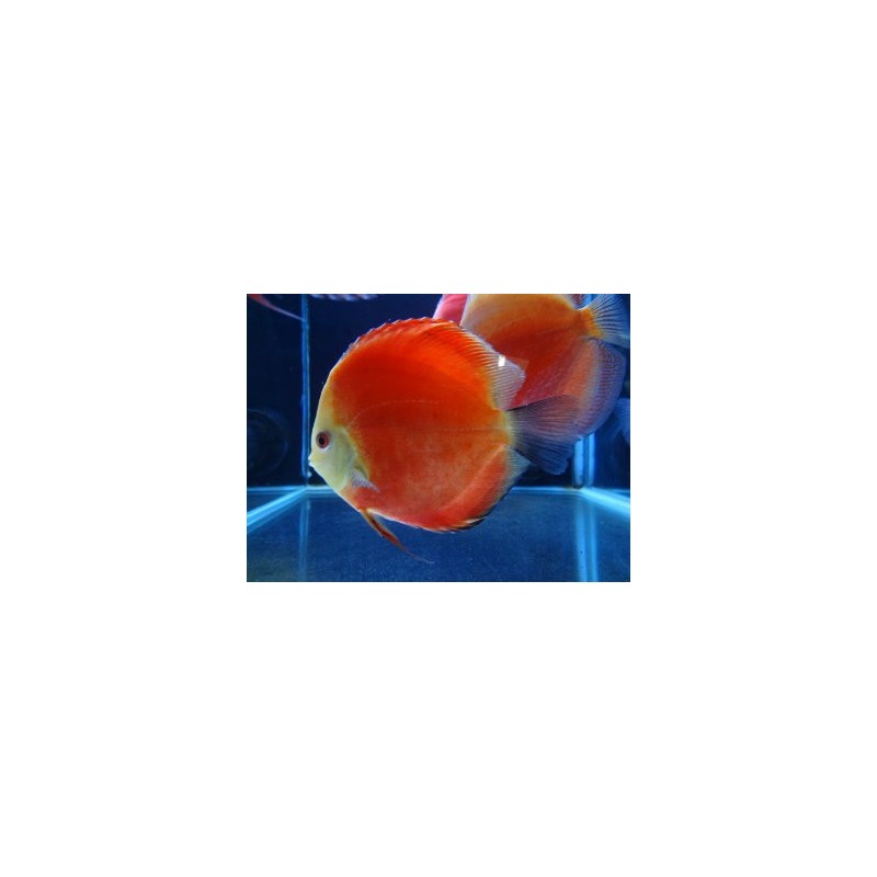 Symphysodon super red melon - 7 - 9 cm