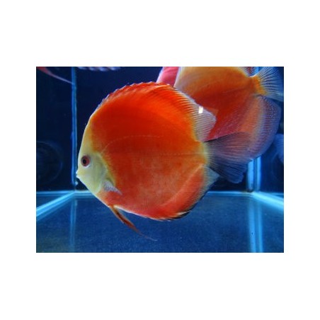 Symphysodon super red melon - 7 - 9 cm
