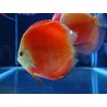 Symphysodon super red melon - 7 - 9 cm