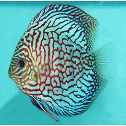 Symphysodon turquoise checkerboard - 7- 9 cm