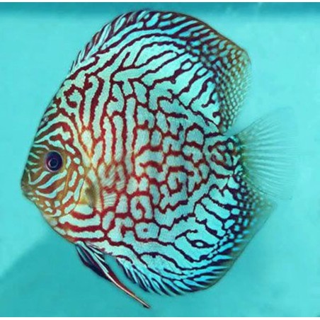 Symphysodon turquoise checkerboard - 7- 9 cm
