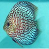 Symphysodon turquoise checkerboard - 7- 9 cm