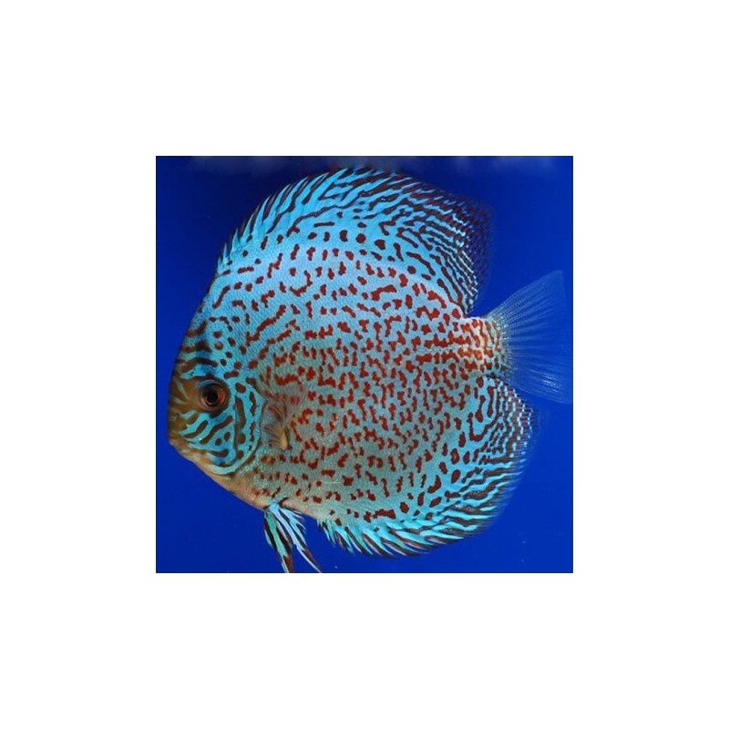 Symphysodon leopard - 7 - 9 cm