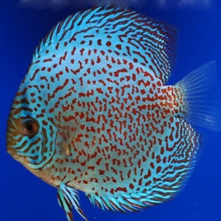 Symphysodon leopard - 7 - 9 cm