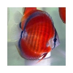 Symphysodon red stone - 7 - 9 cm