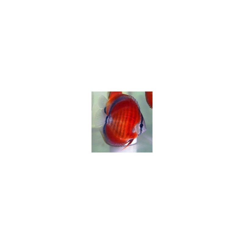 Symphysodon red stone - 7 - 9 cm