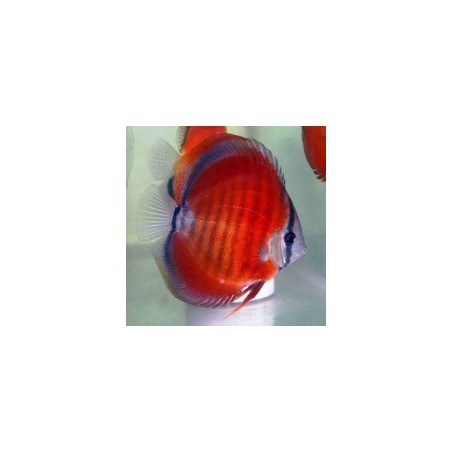 Symphysodon red stone - 7 - 9 cm