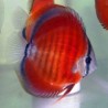 Symphysodon red stone - 7 - 9 cm